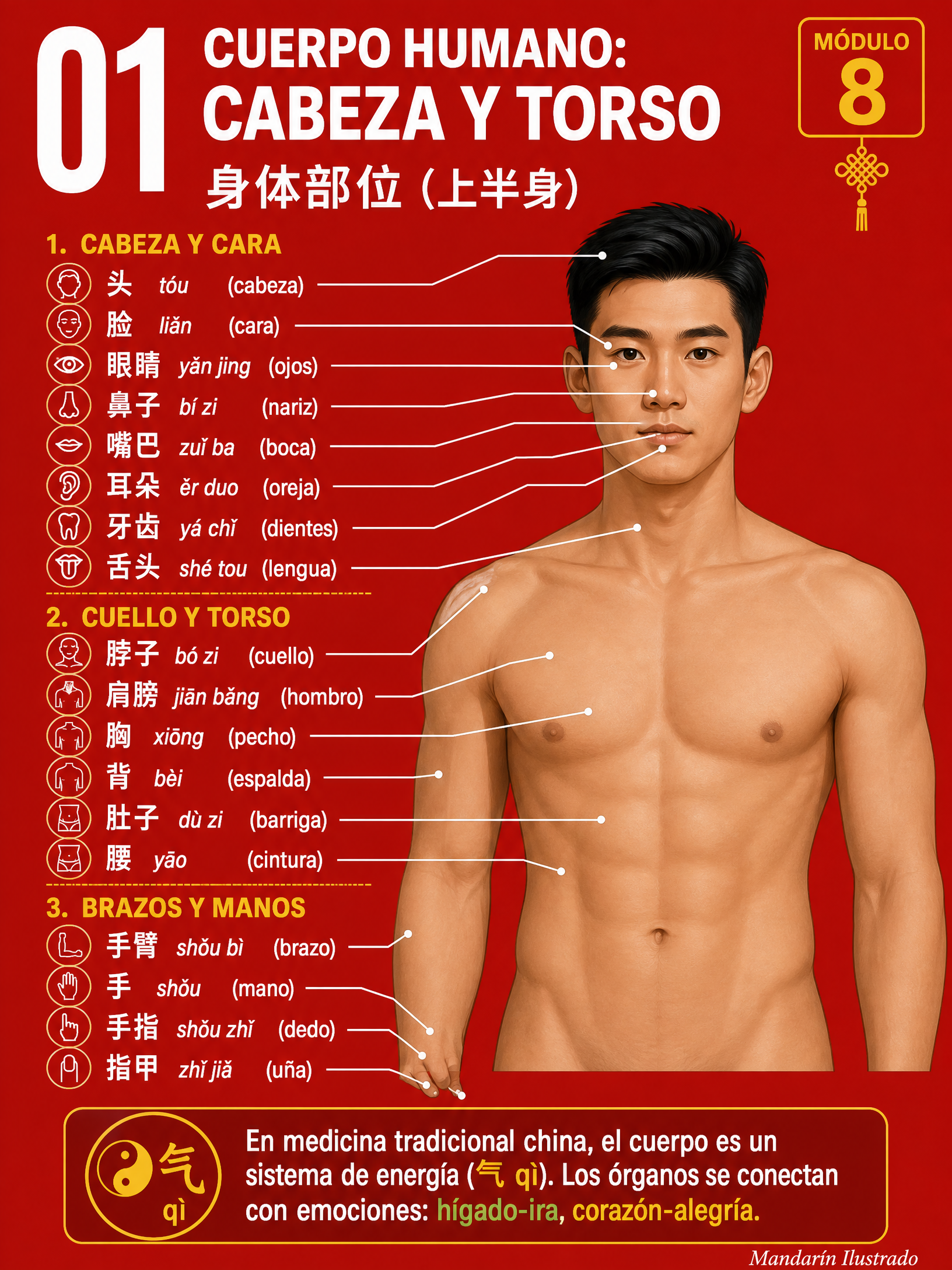 Upper Body