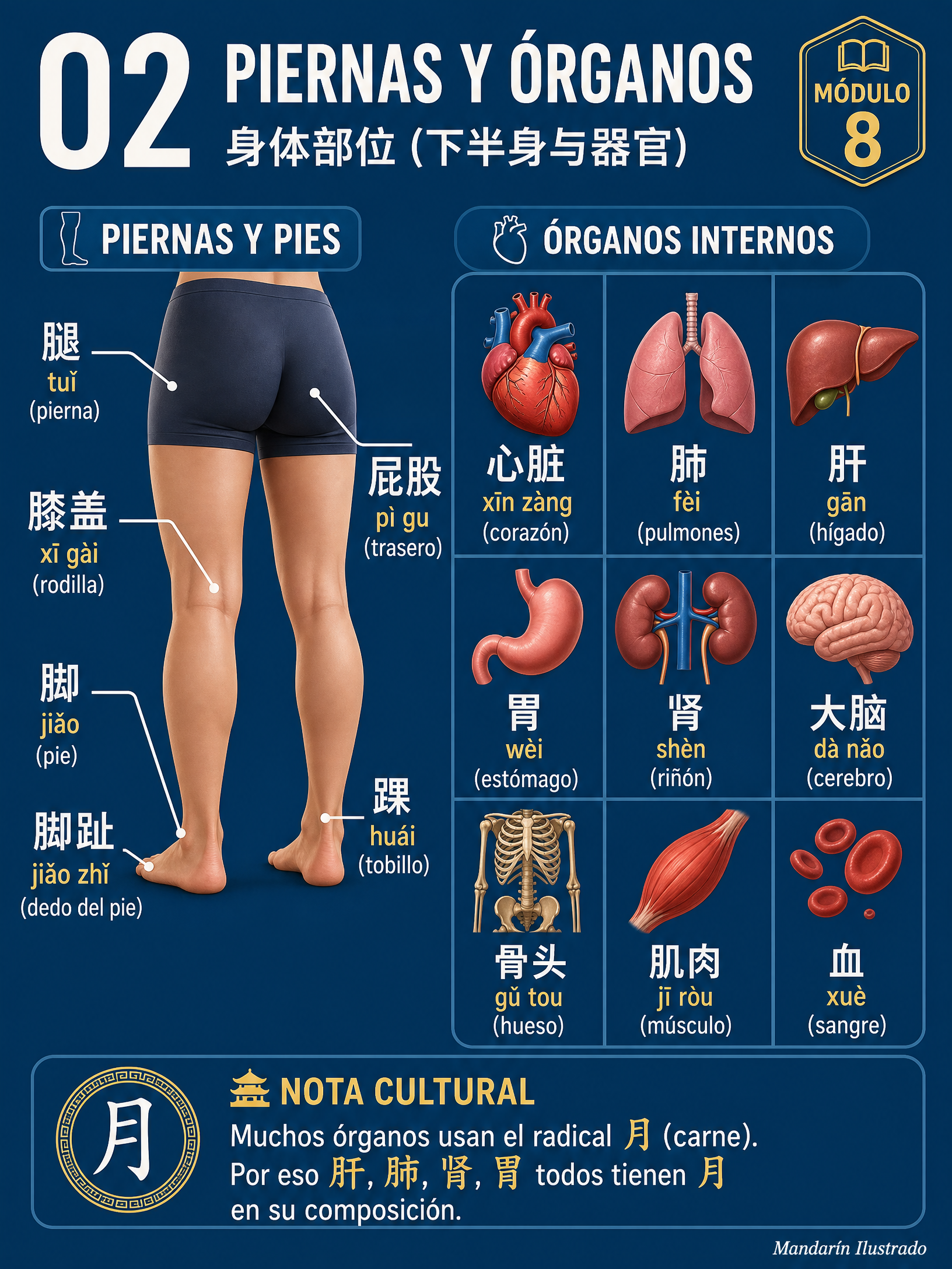 Lower Body and Organs